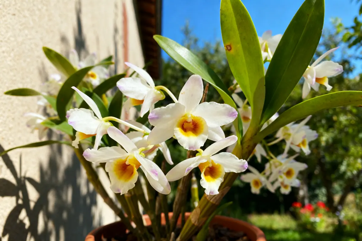 Noble dendrobium : guide complet pour une floraison parfaite