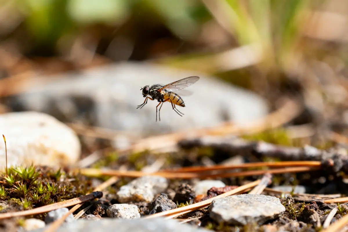 Petit insecte volant petite mouche d’humidité : Reconnaître et éliminer !