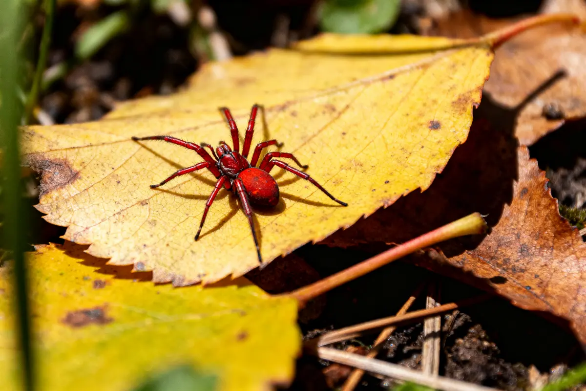 Araignée rouge sur une feuille jaune automnale, en plein soleil, entourée de végétation.