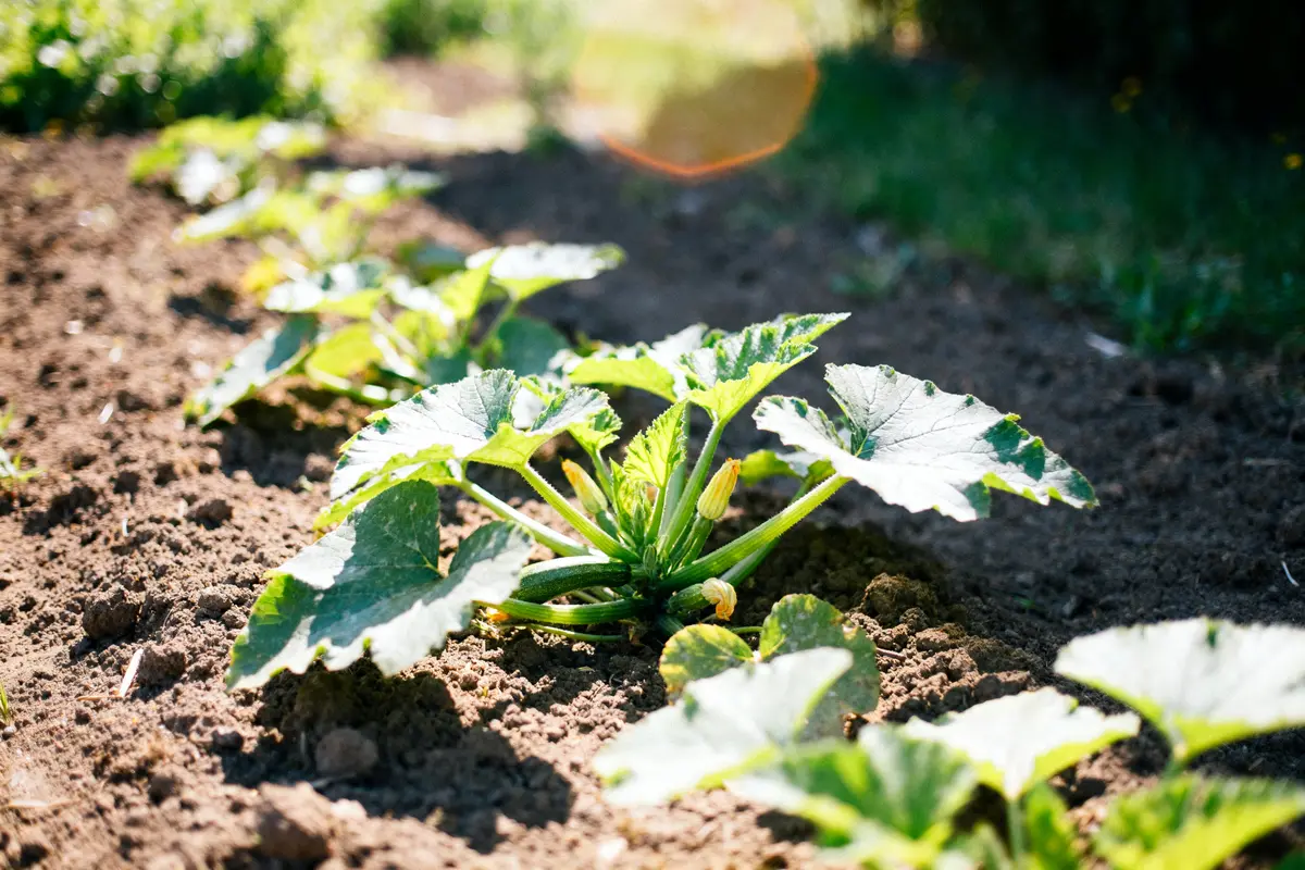 Jeune courgette plantation dans un potager en plein soleil sur sol fertile