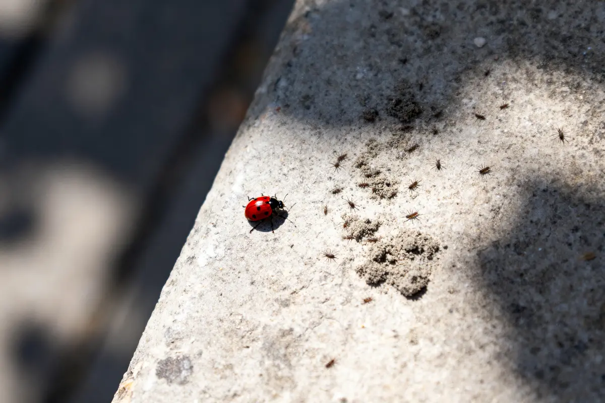 Coccinelle rouge sur dalle grise ensoleillée, entourée de petites fourmis dispersées.