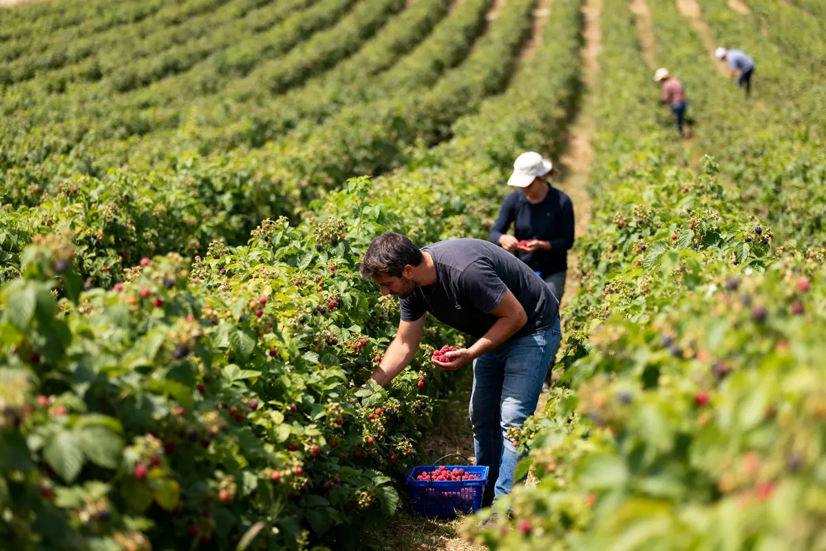 Récolte des framboises : Quand, comment et astuces efficaces ?