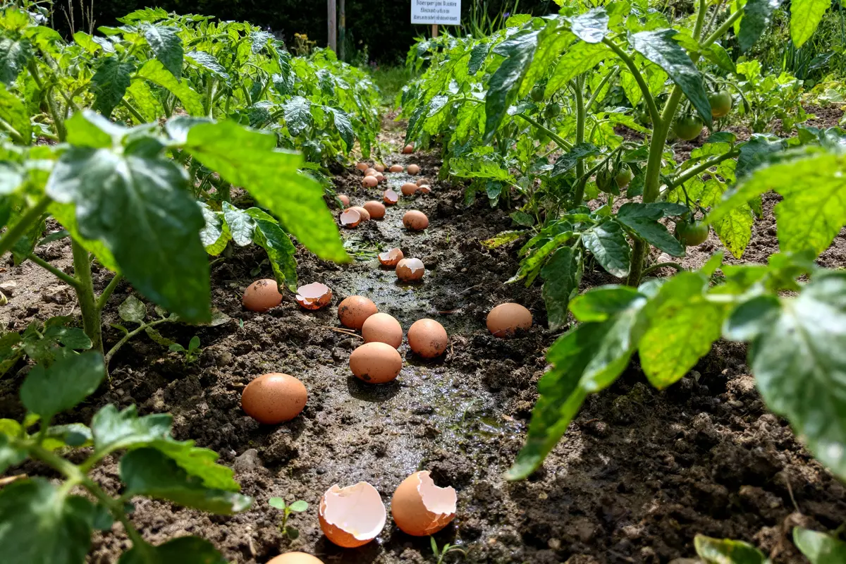 Truc de grand-mère pour avoir de belles tomates ?