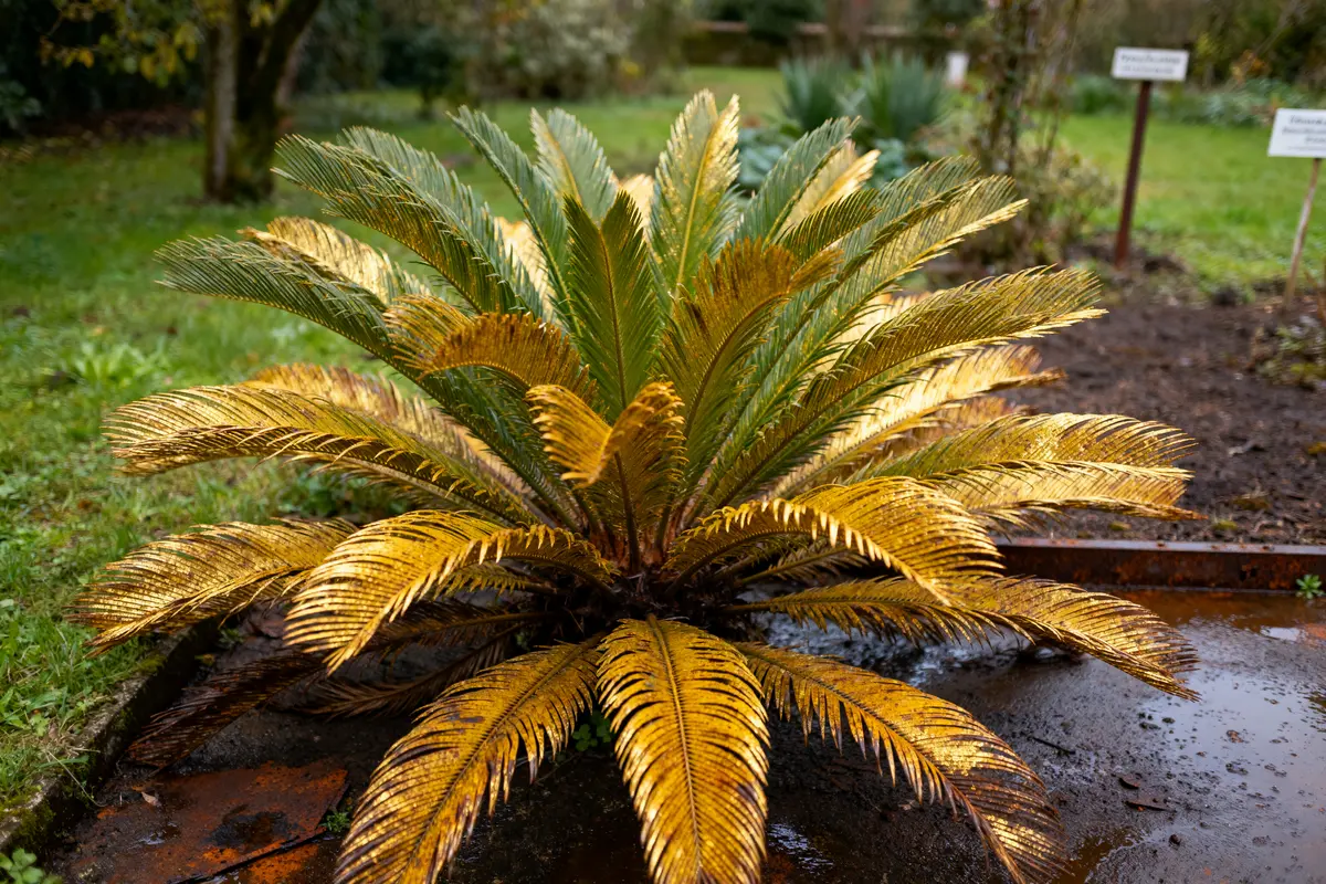 Feuilles jaunes d'un cycas qui jaunit dans un jardin verdoyant