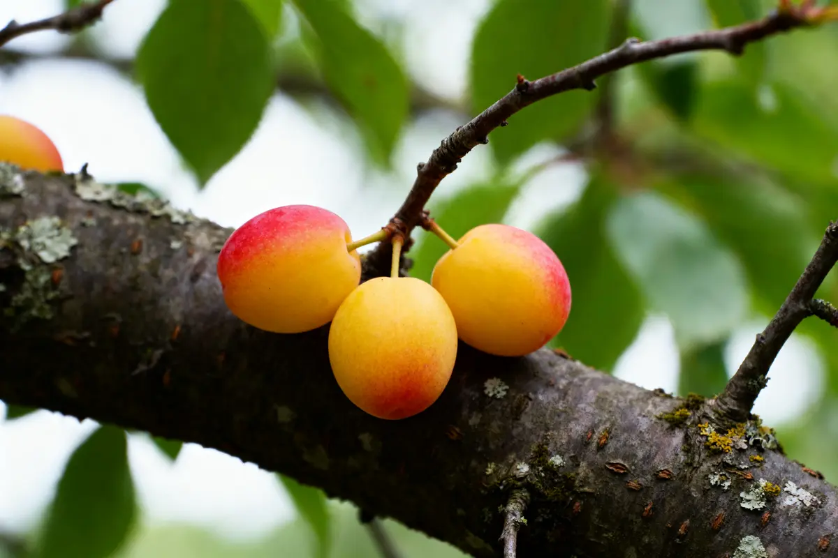 Trois mirabelles sauvages mûres accrochées à une branche d'arbre en gros plan